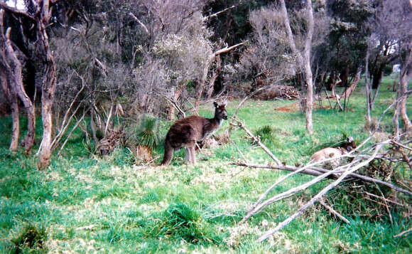 Image of Kangaroo Island Western Grey Kangaroo