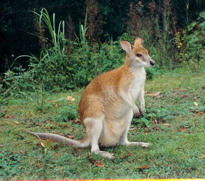 Sivun Macropus subgen. Notamacropus Dawson & Flannery 1985 kuva