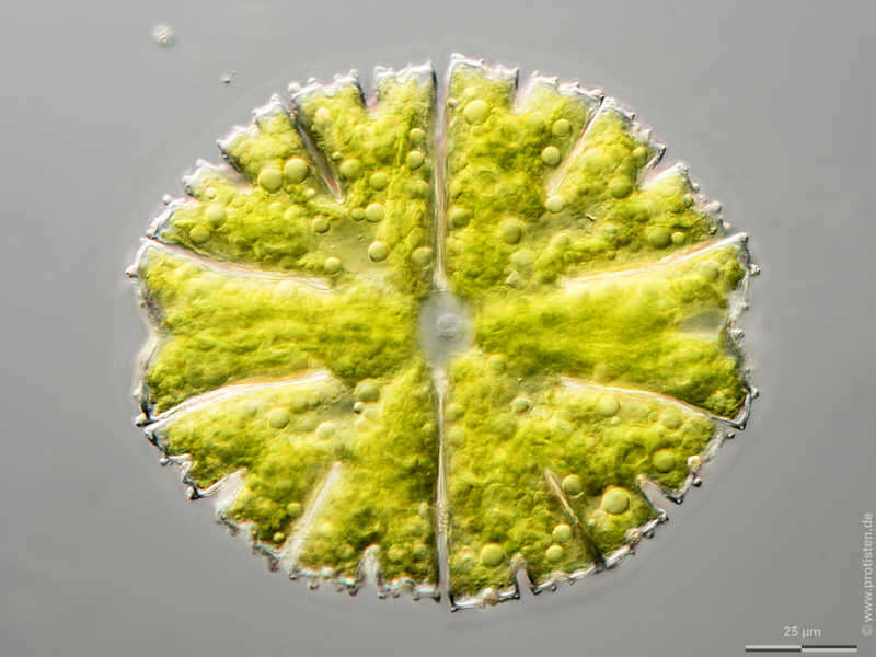 Image of Micrasterias papillifera