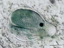 Image of Eufolliculina moebiusi (Möbius 1887) Kahl 1932