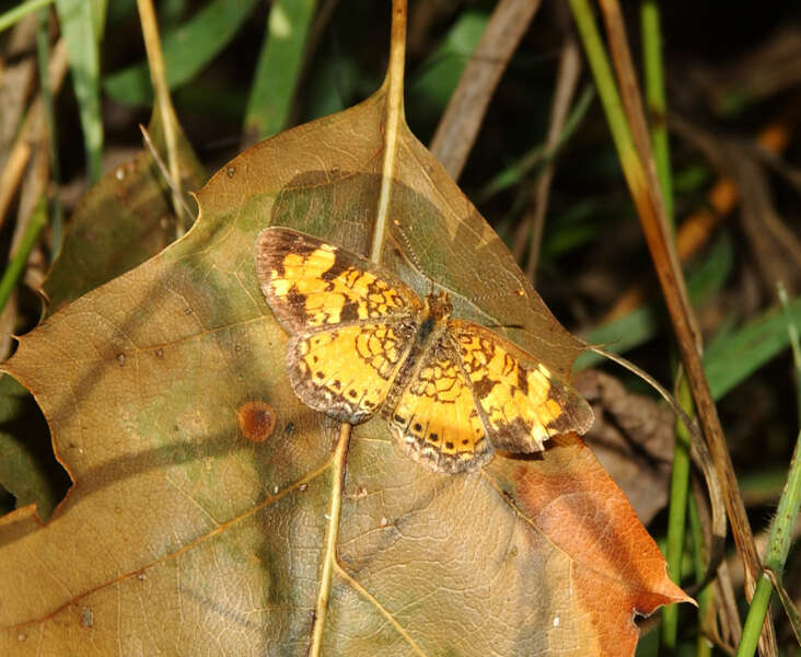 Image of Phyciodes tharos