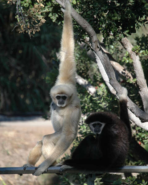 Image of White-handed Gibbon