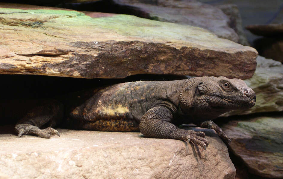 Image of chuckwalla