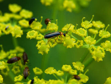 Image of soldier beetles