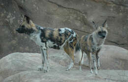 Image of African Wild Dog