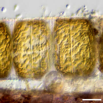 Plancia ëd Melosiraceae