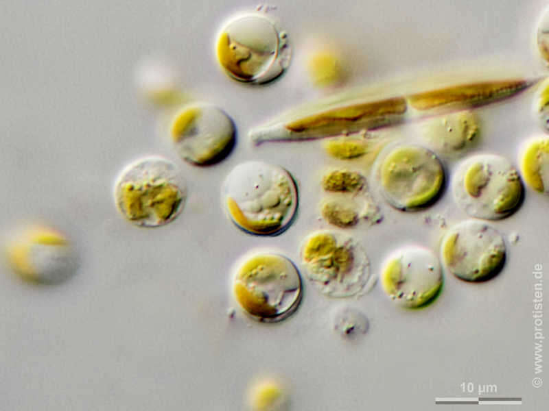 Imagem de Chromophyton rosanoffii