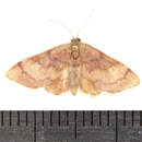 Image of Red-Bordered Wave Moth