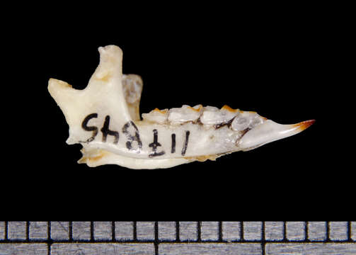 Image of Merriam's small-eared shrew