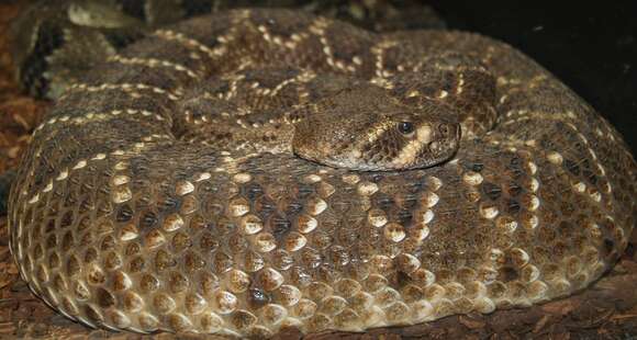 Image of Eastern Diamond-backed Rattlesnake