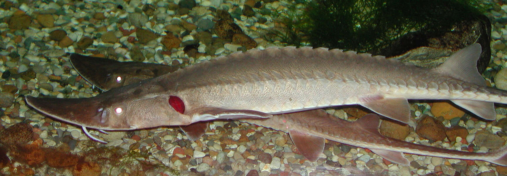 Image of Scaphirhynchus
