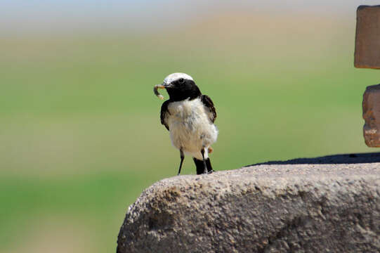 Image of Desert Wheatear