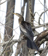 Image of anhingas and darters