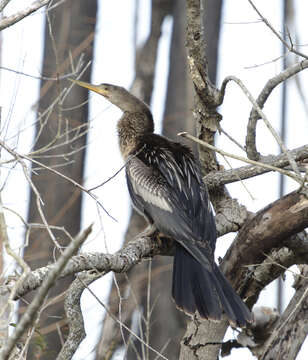 Image de Anhinga Brisson 1760