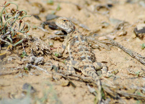 Image of Sunwatcher Toadhead Agama