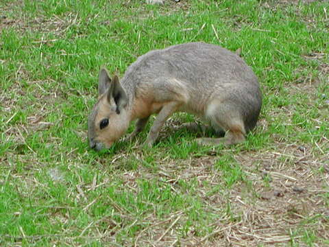 Image of Chacoan mara