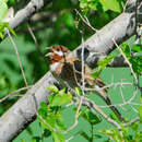 Image of Pine Bunting