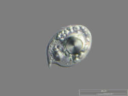 Image of Phacus ocellatus