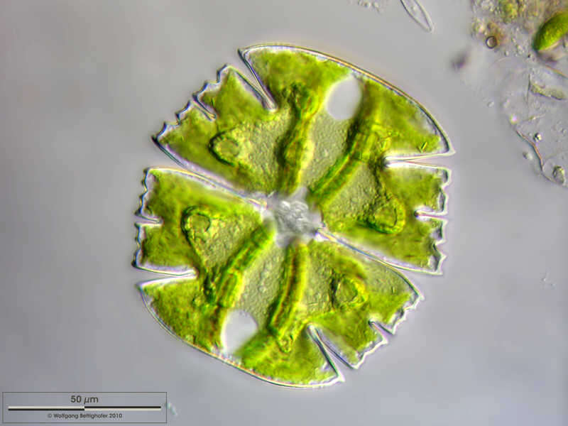 Image of Micrasterias truncata Brébisson ex Ralfs 1848