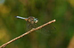 Image of Blue Dasher