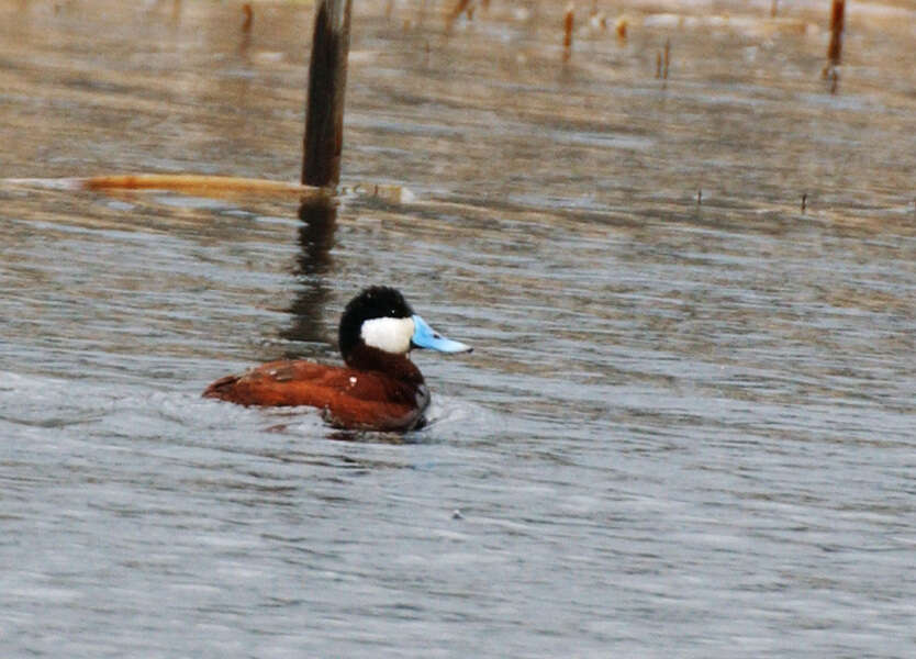 Image of Bluebills