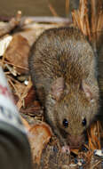 Image of Old World Mice and Pygmy Mice