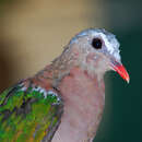 Image of Common Emerald Dove