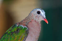 Image of Emerald Dove