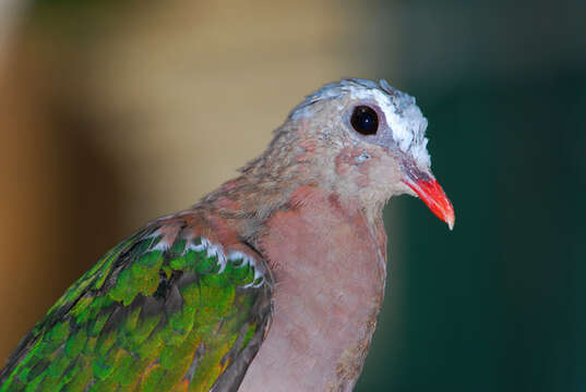 Image of Emerald Dove