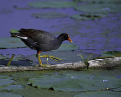 Image of Typical Moorhens