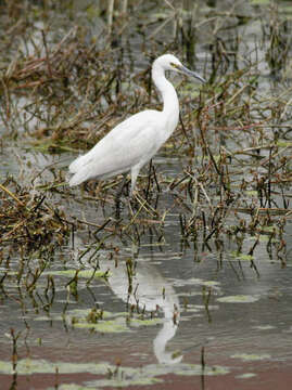 Image of Little Egret