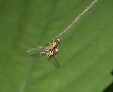 Image of Flower Flies