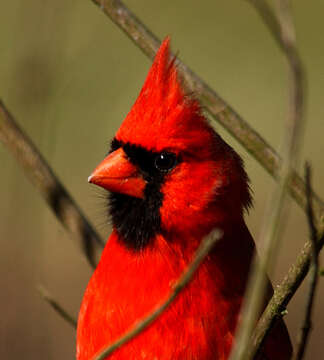 Image of Cardinalis Bonaparte 1838