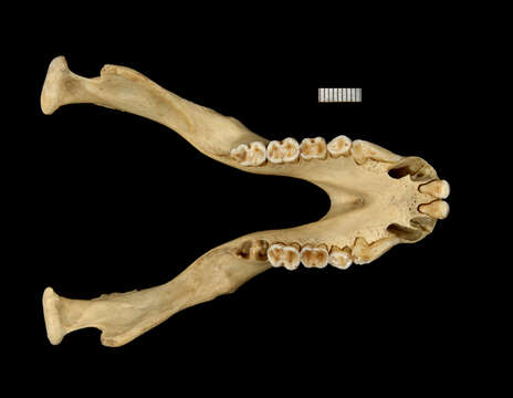 Plancia ëd Macaca fascicularis (Raffles 1821)