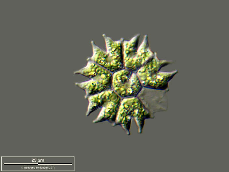 Image of Stauridium