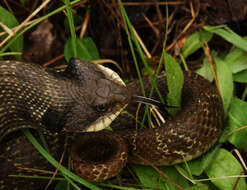 Image de Heterodon Latreille ex Sonnini & Latreille 1801