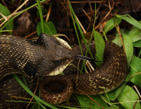 Image of North American Hog-nosed Snakes