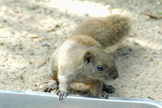 Image of Pallas's Squirrel