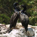 Image of Guanay cormorant