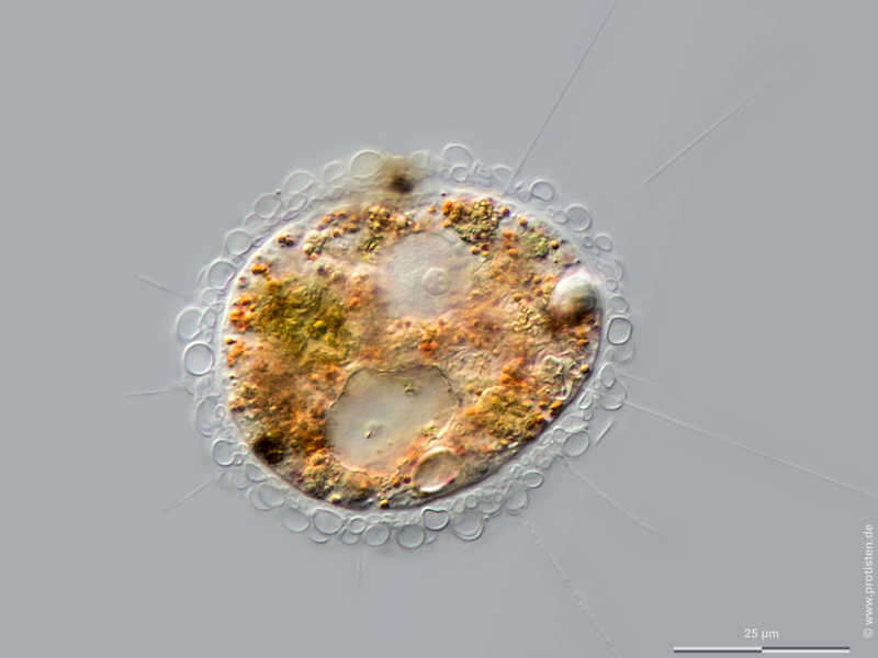 Image of <i>Pompholyxophrys pumicea</i> Archer 1869