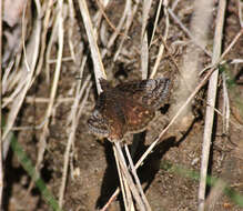 صورة Erynnis icelus Scudder & Burgess 1870