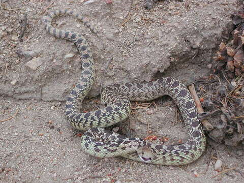 Image of gopher snakes