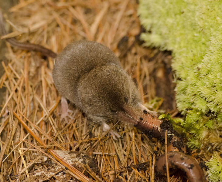 Image of Smoky Shrew