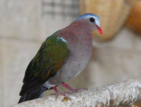 Image of Emerald Dove