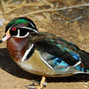 Image of Wood Duck