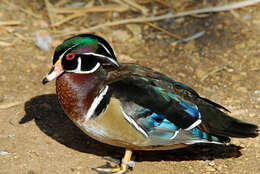 Image of Wood Duck