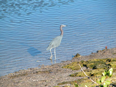 Image of Little Blue Heron