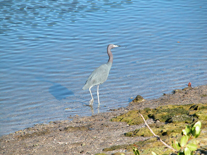 Слика од Egretta caerulea (Linnaeus 1758)