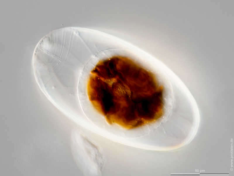 Image of Surirella elegans Ehrenberg