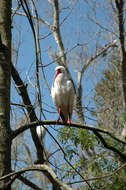 Image of American White Ibis